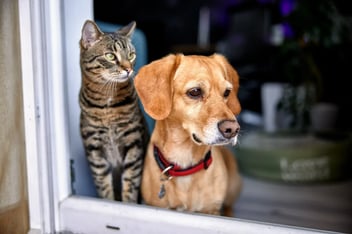 A tabby cat and a tan dog wearing a red collar sitting together at an open doorway, looking outside.