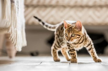 pet insurance vs saving for vet bills