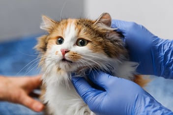 A ginger and white long-haired cat being gently examined by a vet in blue gloves at a clinic.