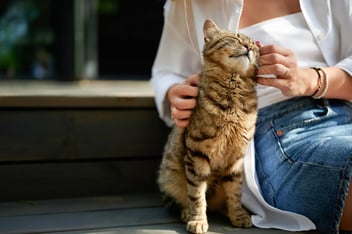 How Pet Insurance Claims Work