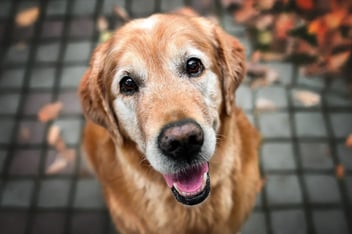 An older Golden Retriever with a greying muzzle looking up at the camera with a happy, open-mouthed expression.