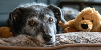 Grey-muzzled senior dog resting on a blanket beside a plush toy, weighing pet insurance versus a savings account
