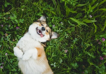 A corgi lying on its back among clover and wildflowers, grinning with its mouth open showing its teeth.