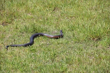 A red-bellied black snake moving through grass in a backyard setting.