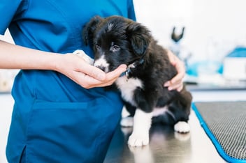 A black and white puppy gently sniffing a vet's hand while standing on an examination table during a check-up.