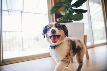 A merle-patterned puppy with a happy, open-mouthed expression standing indoors near a sunlit window and a leafy indoor plant.