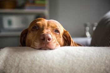 A light brown dog resting its head on the arm of a cream couch, looking subdued and a little under the weather.