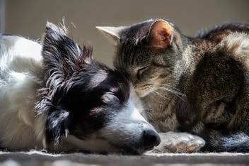 What does pet insurance cover