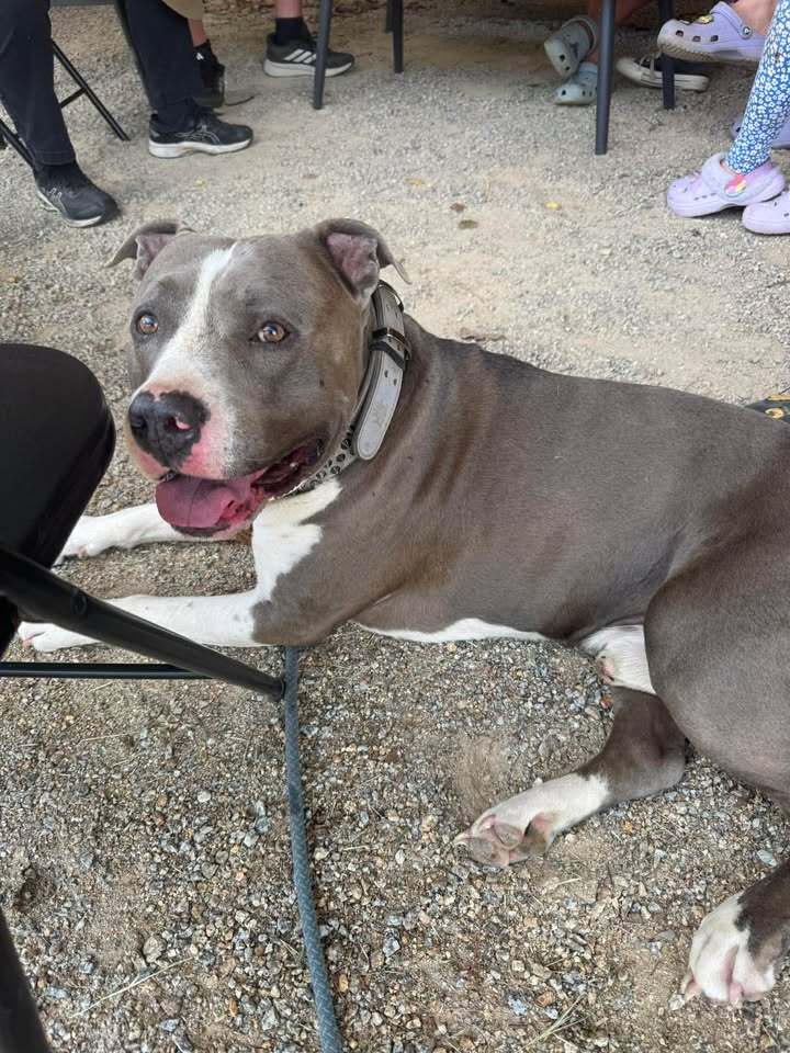 Hank
