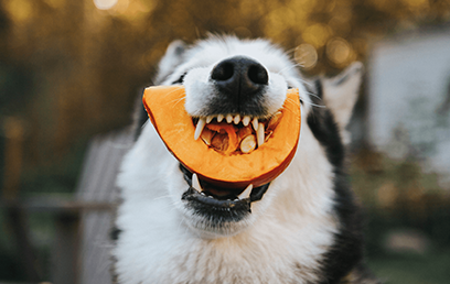 Dog biting into a pumpkin slice outdoors, prompting questions about which human foods are safe