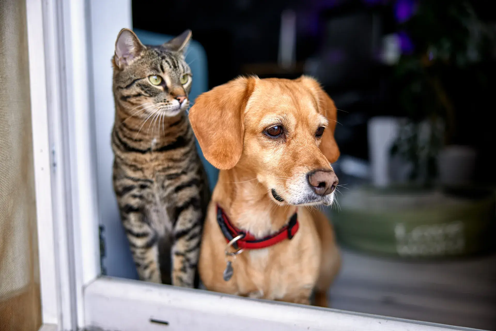 A tabby cat and a tan dog wearing a red collar sitting together at an open doorway, looking outside.