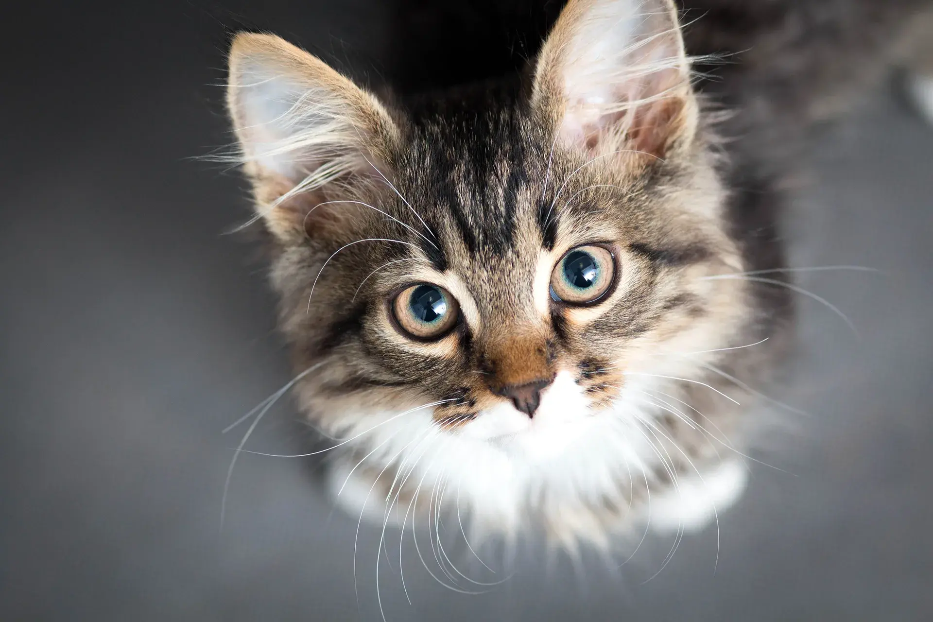 Bringing home a new kitten