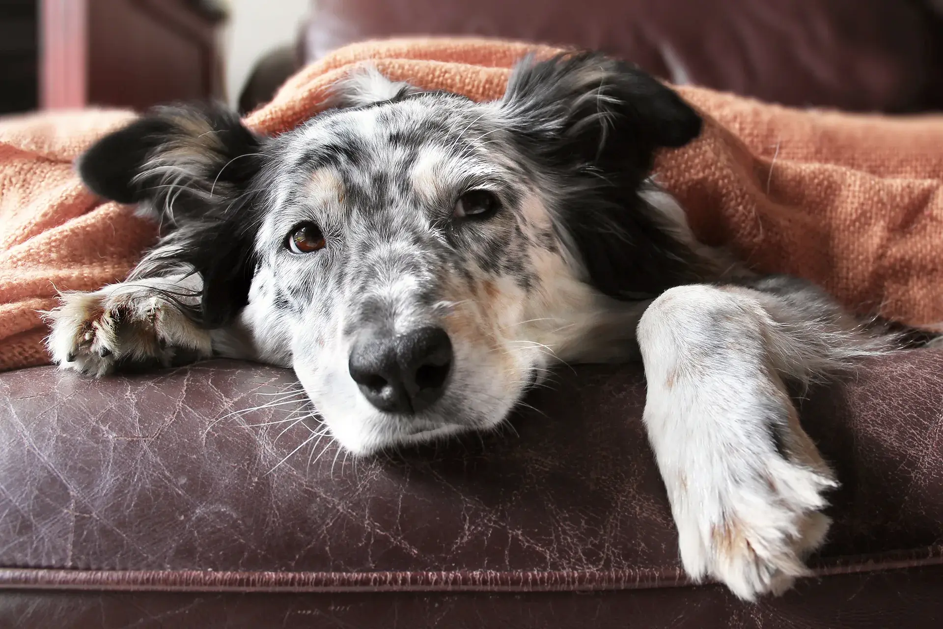 A merle-coated dog resting its head on a leather couch, wrapped in an orange blanket with a subdued expression.