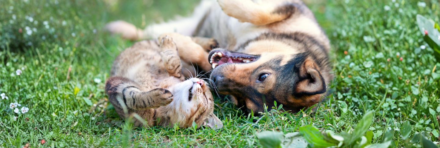 More wag, less wallet stress: managing pet healthcare costs in tough times