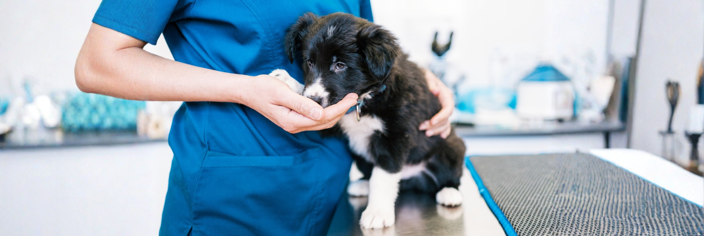 Puppy on a vet exam table being gently reassured, reflecting the care behind rising vet costs
