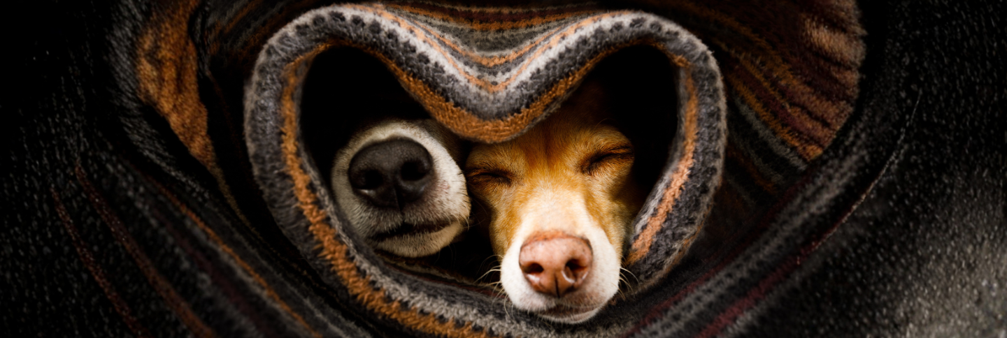 Winter is ruff: helping your pet stay happy, healthy and active