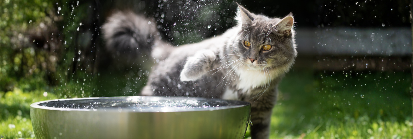 Cat splashing water from a bowl outdoors, playing with water despite the 'cats hate water' myth