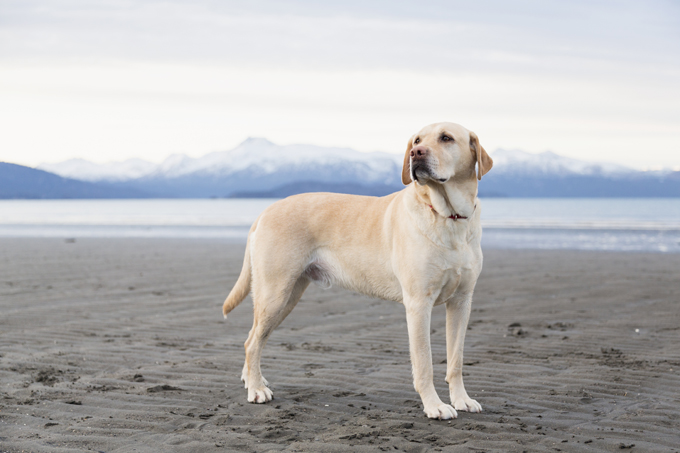Labrador retriever on the Homer Spit beach, Kenai Peninsula, Southcentral Alaska.