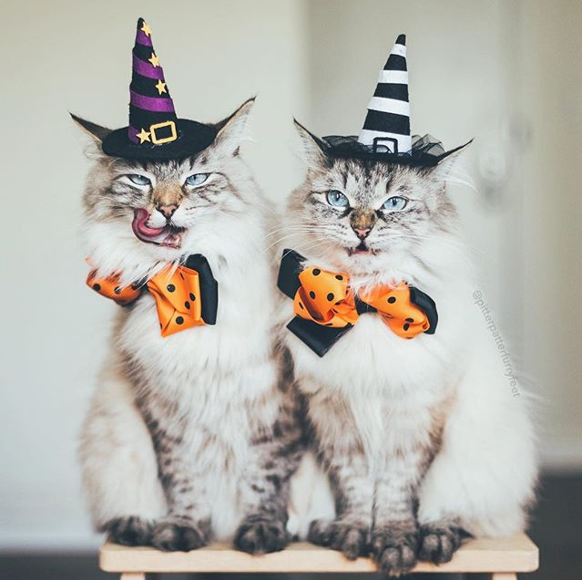 witch cats